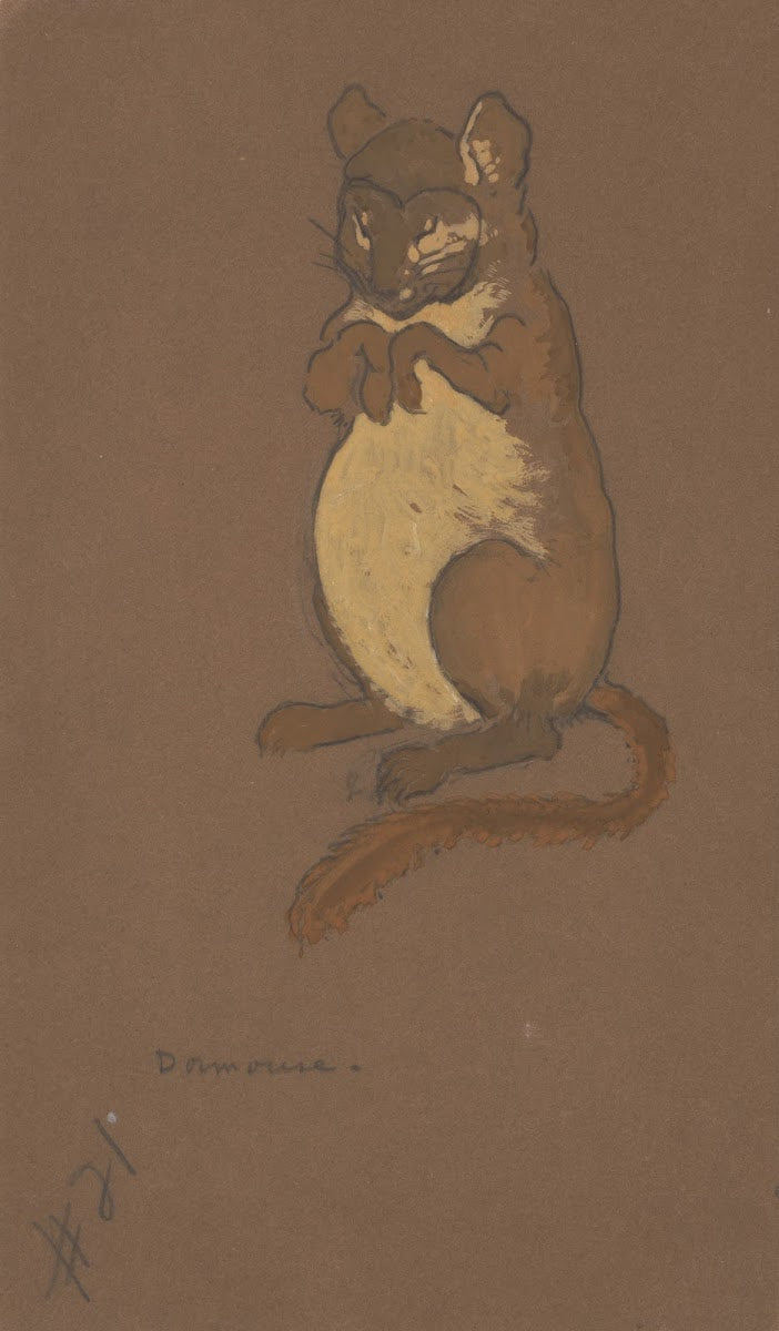 Dormouse costume design for Alice in Wonderland 1915