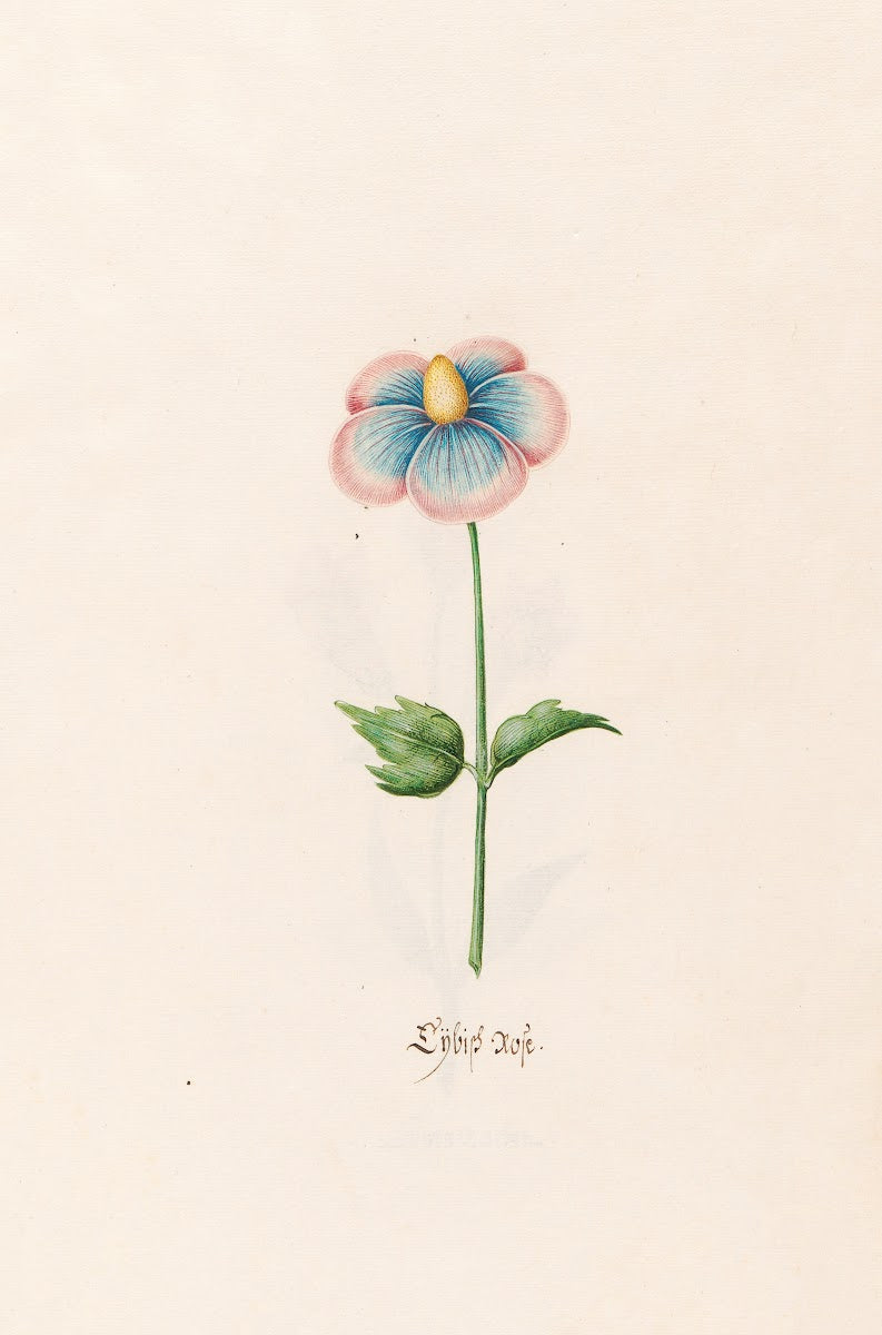 Lÿbish rose 1692
