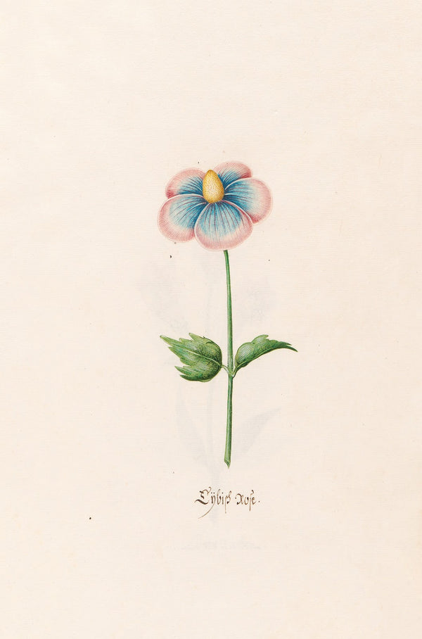 Lÿbish rose 1692