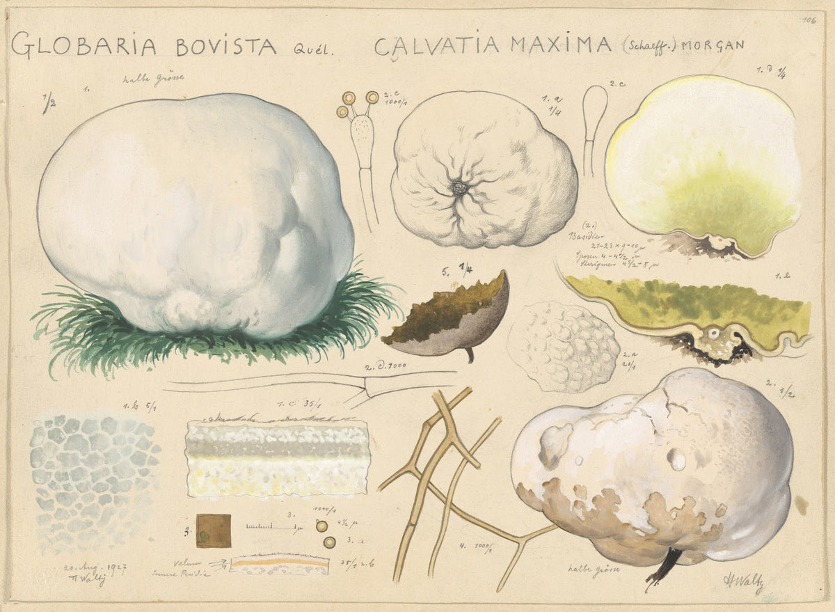 Globaria bovista Quél Calvatia maxima Schaeff morgan 1915 1945