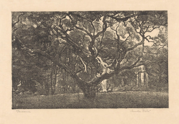 Bos in Bergen 20th century