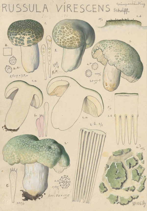 Russula virescens 1915 1945