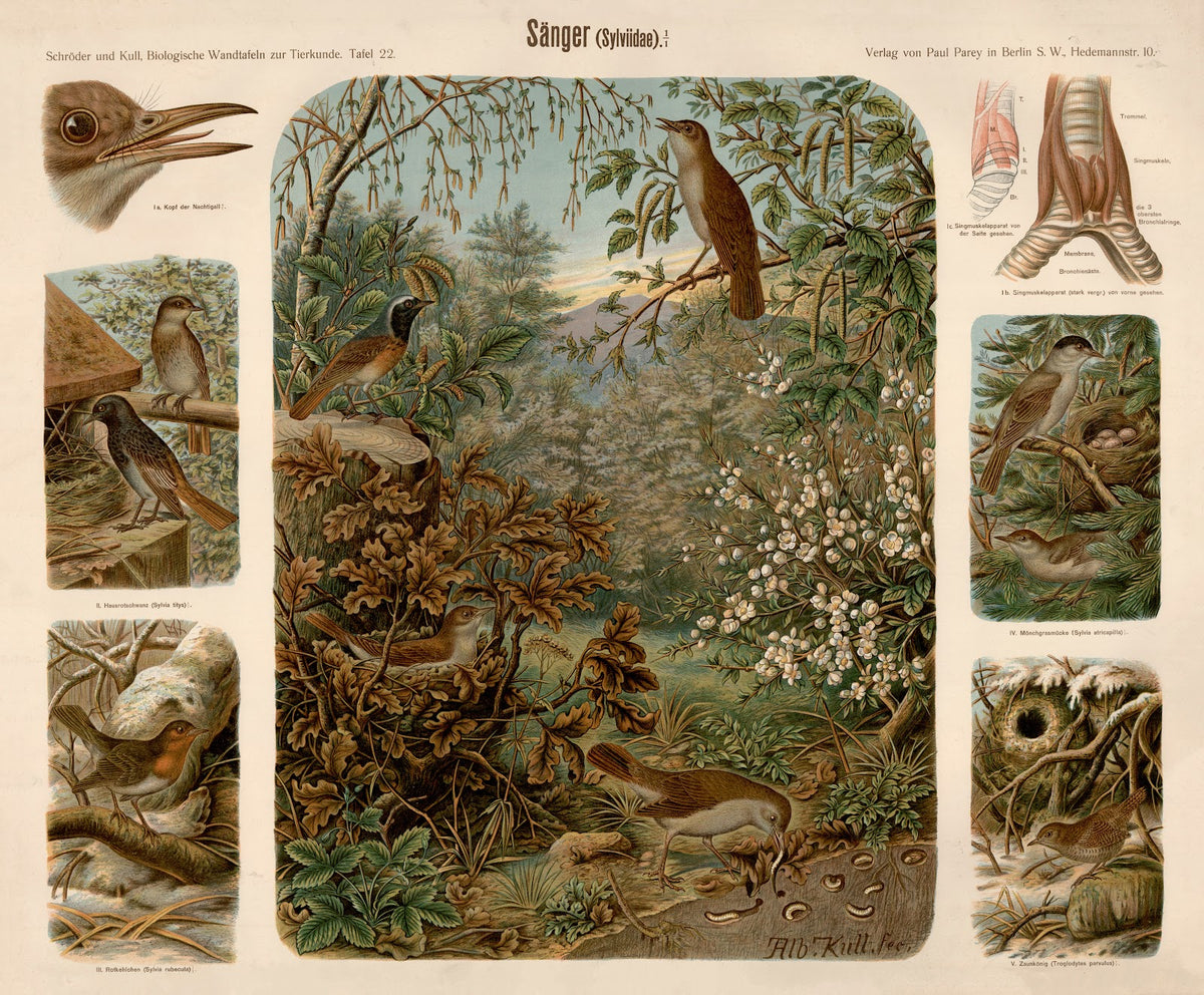Songbird Sylviidae