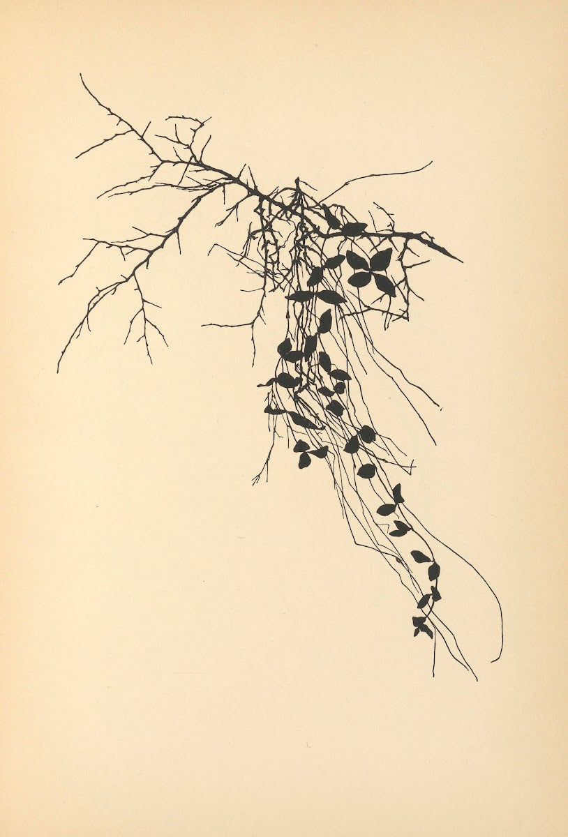 Vertrauen Pl26 1933