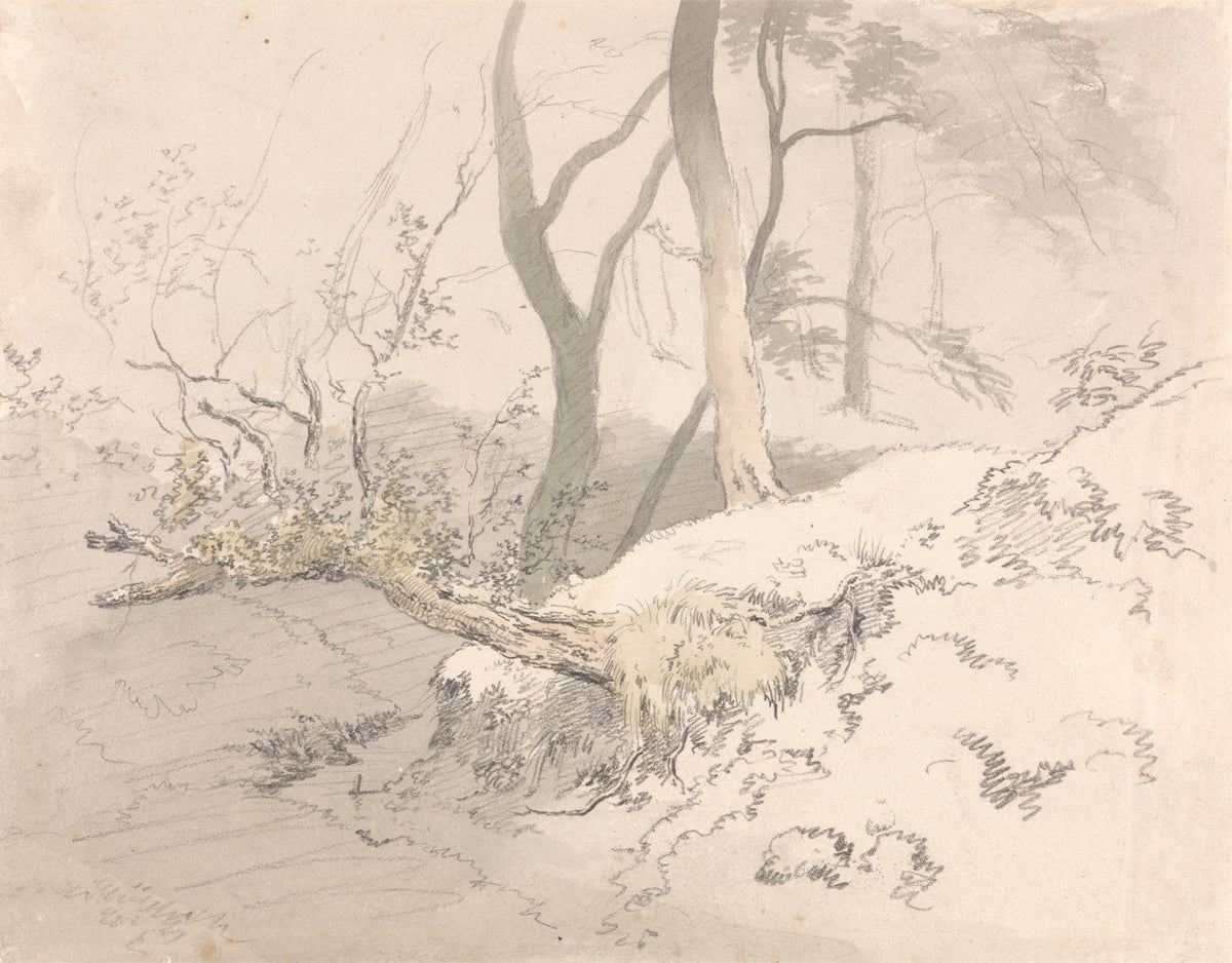 Woodland Shadow after 1801