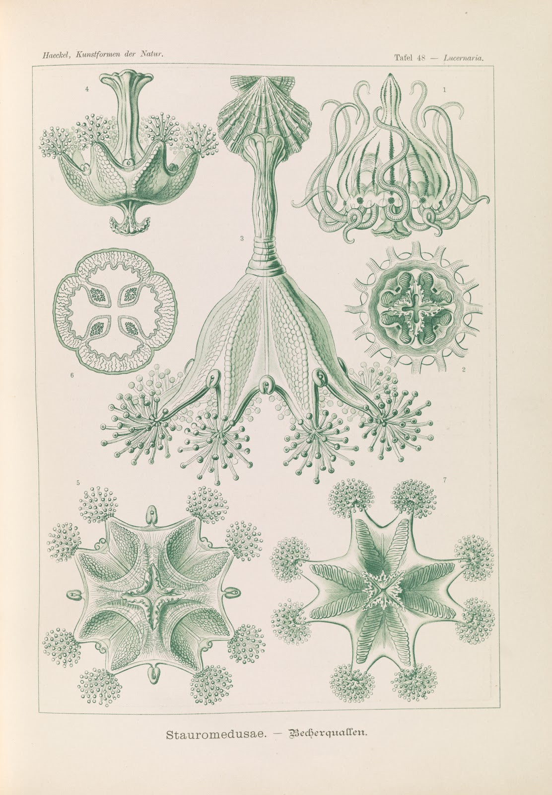 Stauromedusae Becherquallen 1904
