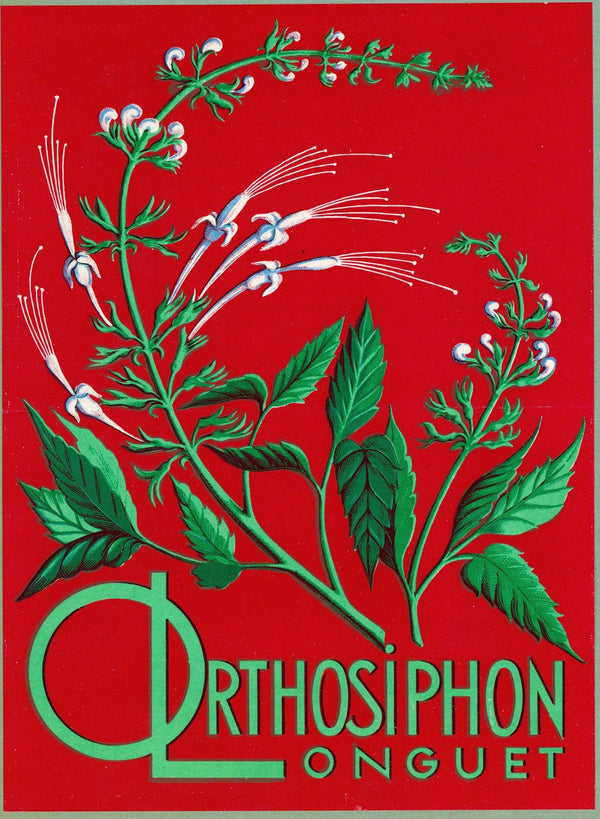 Orthosiphon Longuet 1910 1950
