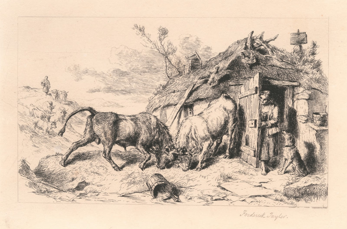 Two Bulls fighting by a Cottage