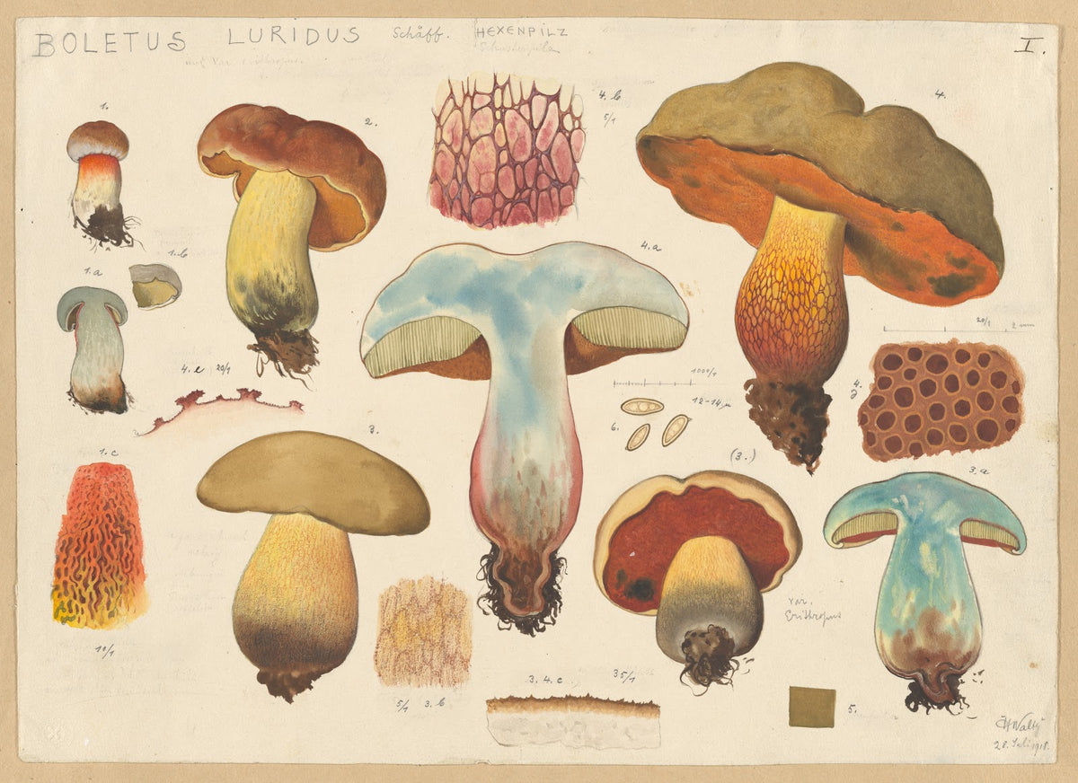 Boletus luridus Schäff 1915 1945