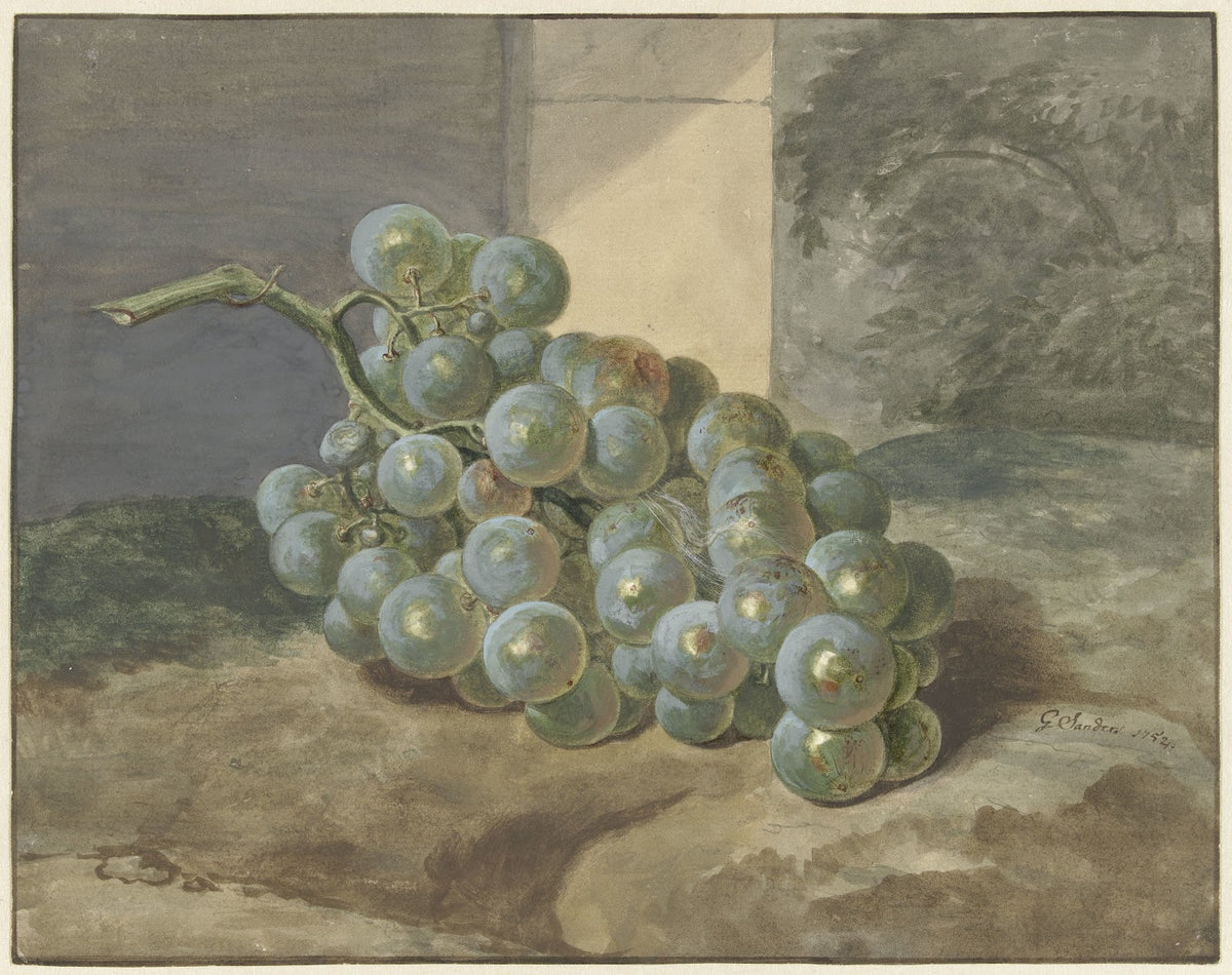 Druiventros 1754