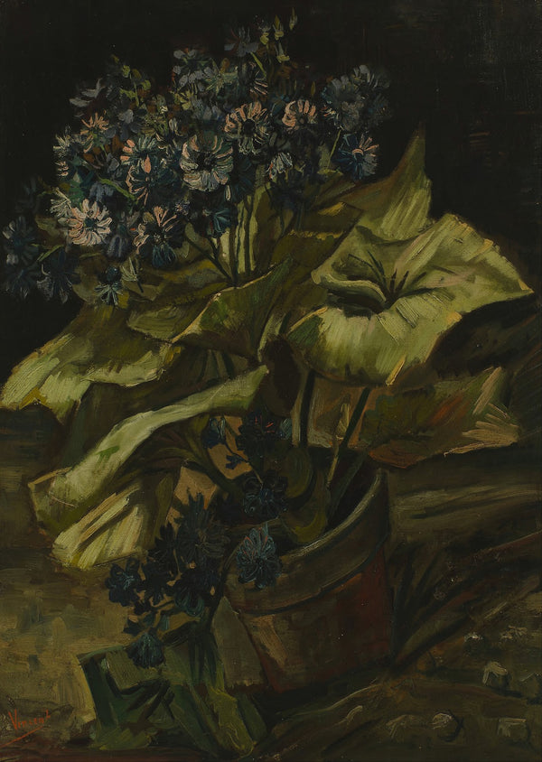 Cineraria 1886