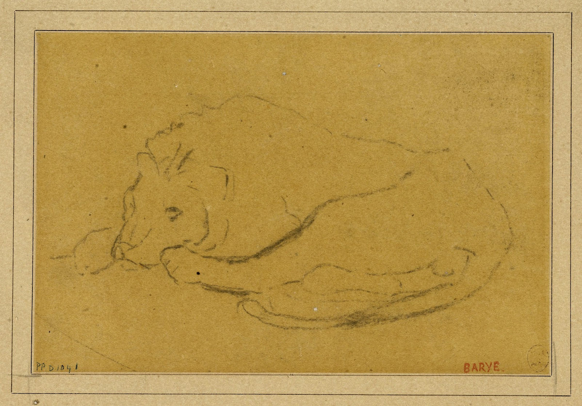 Lion couché la tête entre ses pattes 19th century