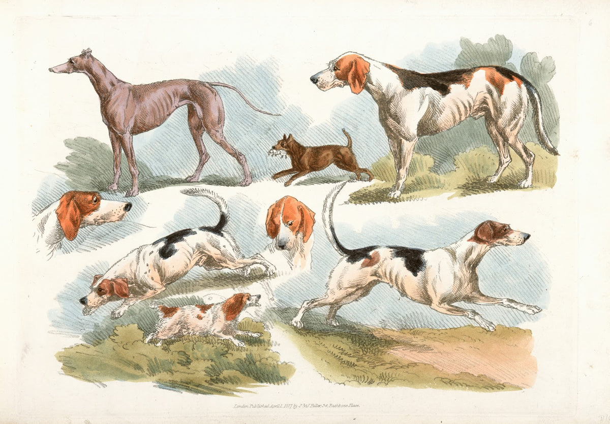 Hunting dogs 1817 1818