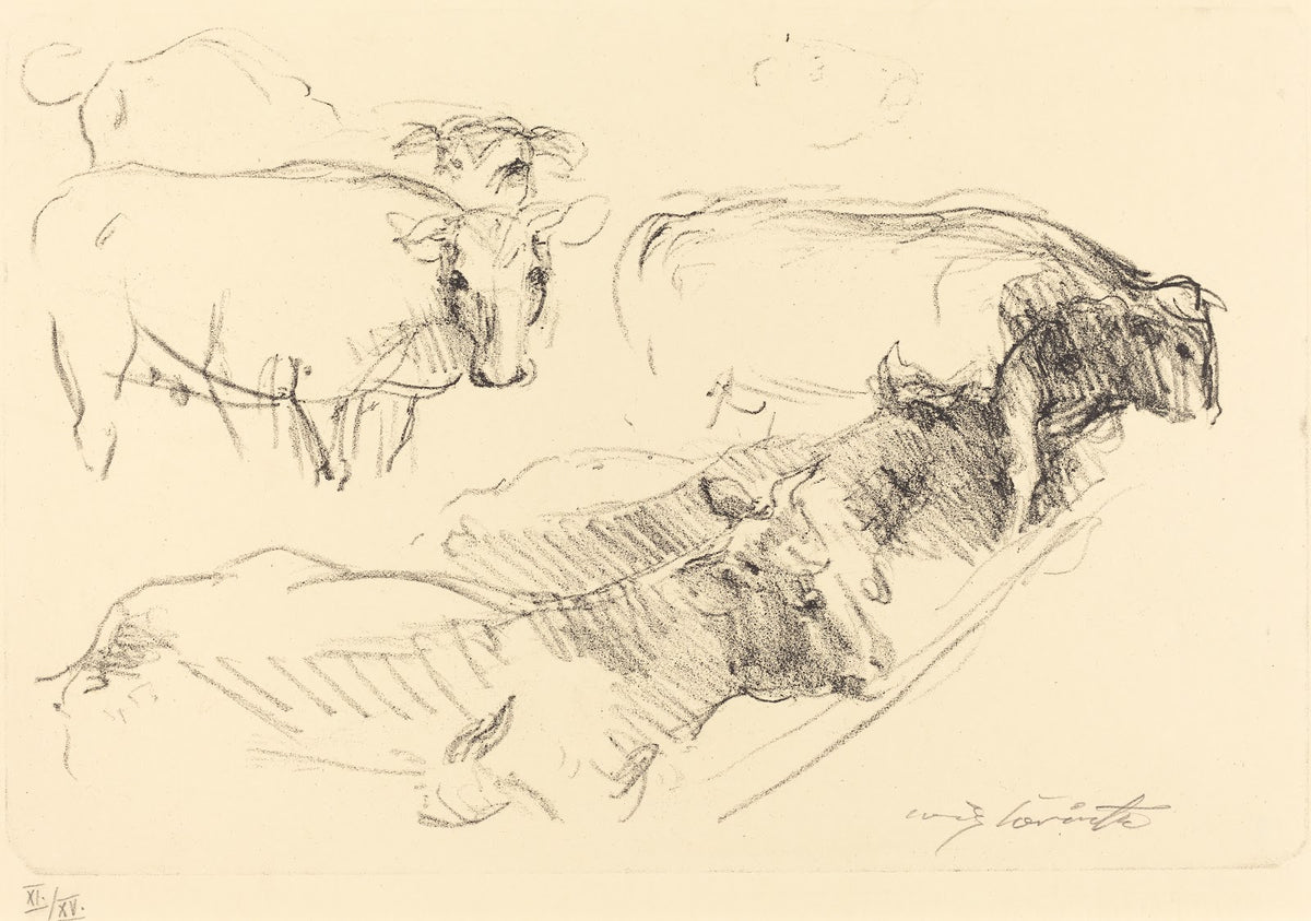 Cows Kühe 1910