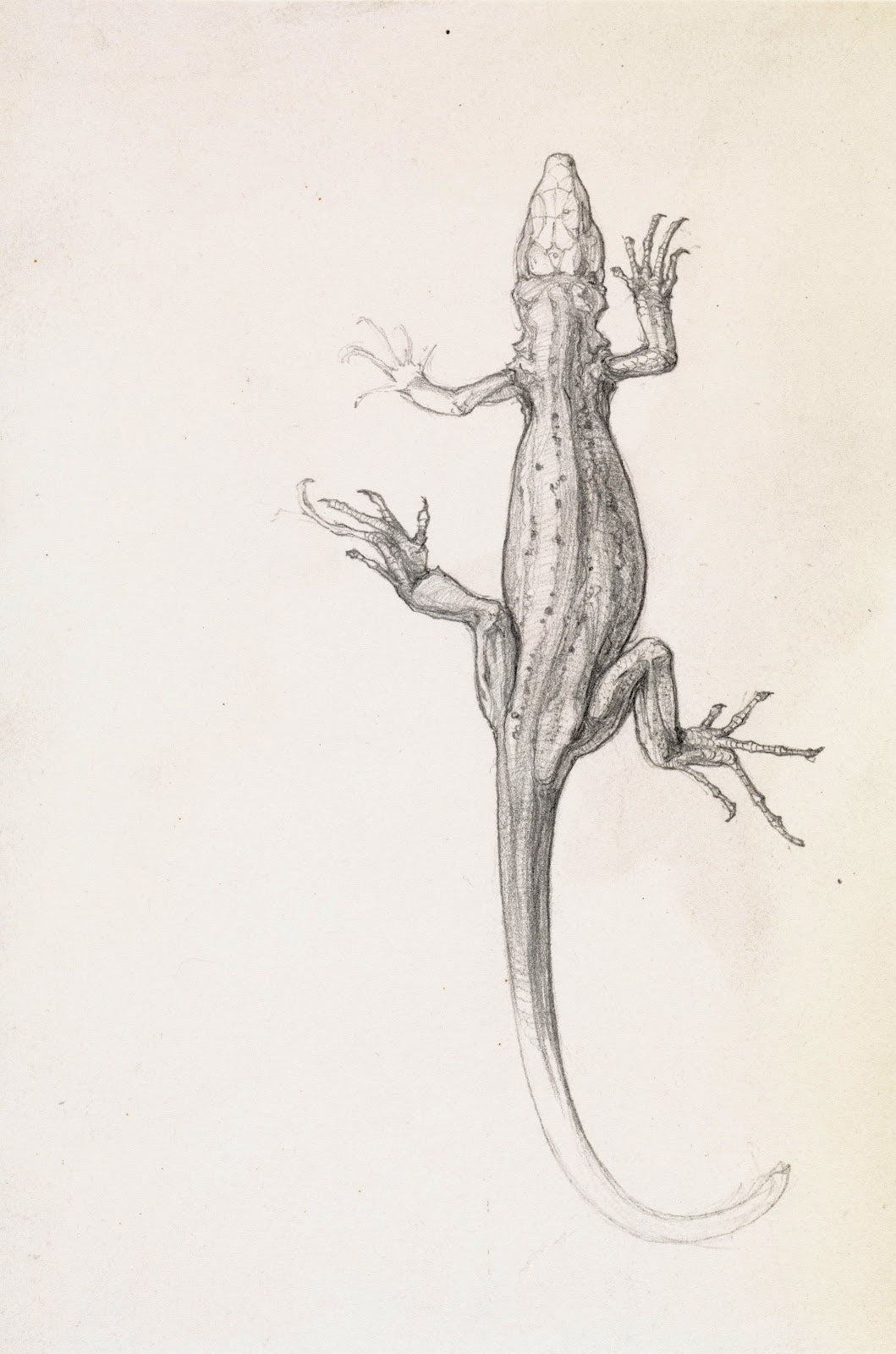 Lizard 20th century