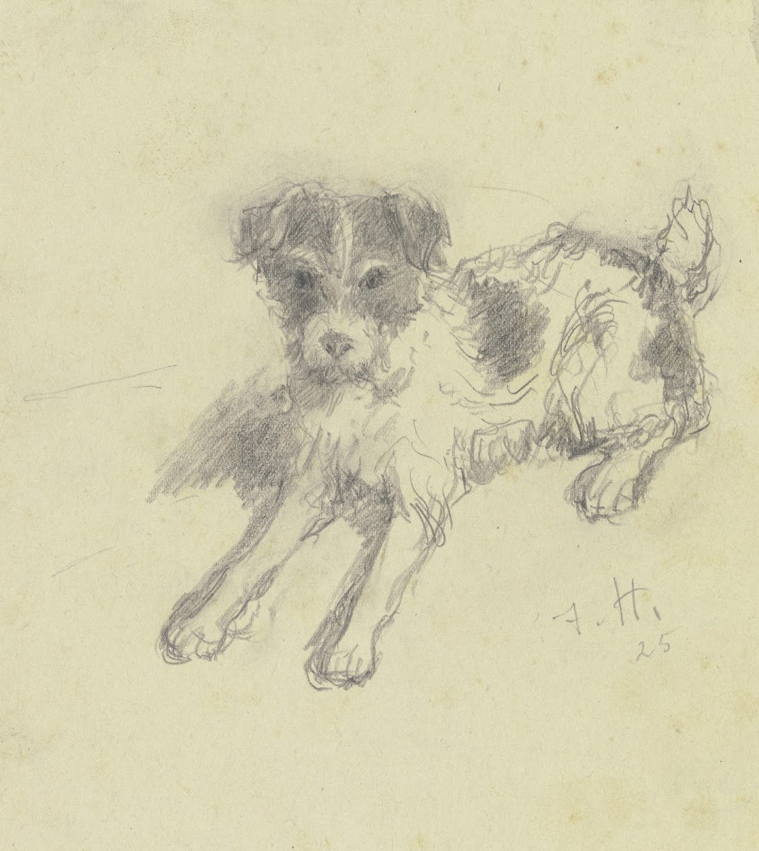 Lying terrier 1925