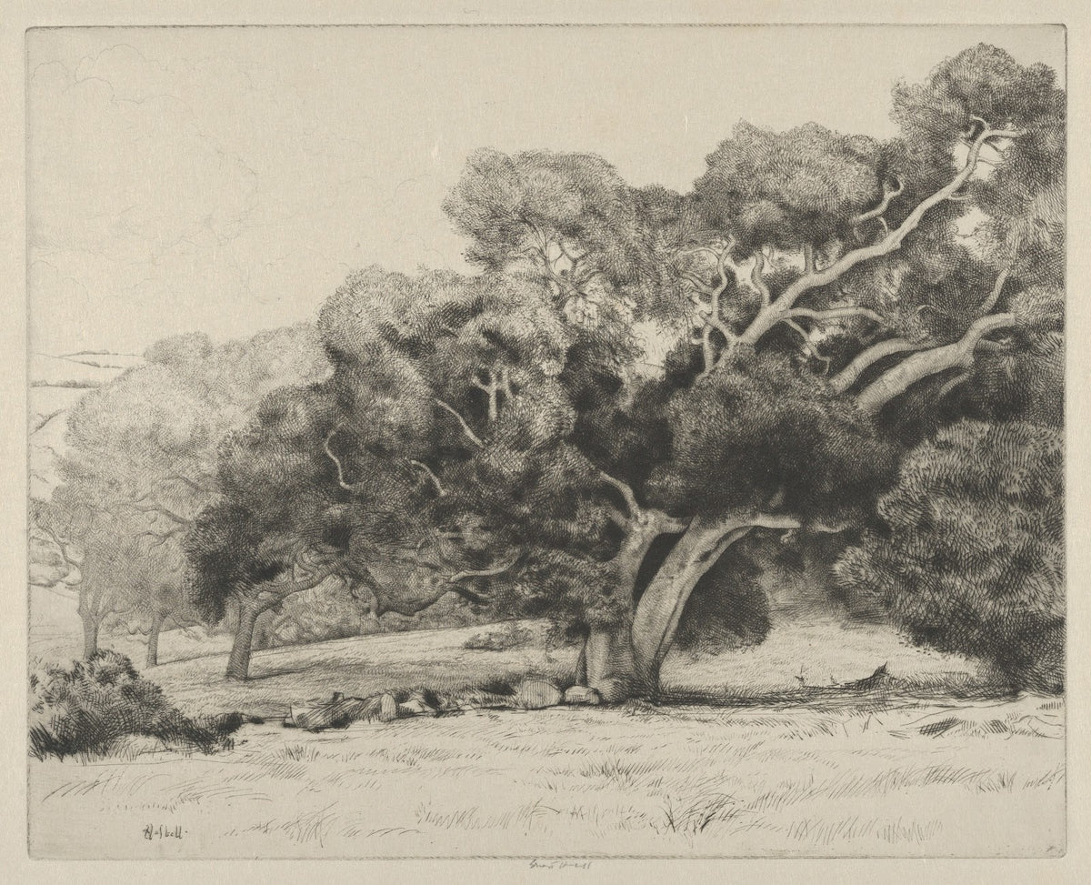 Large Live Oak 1915 1925