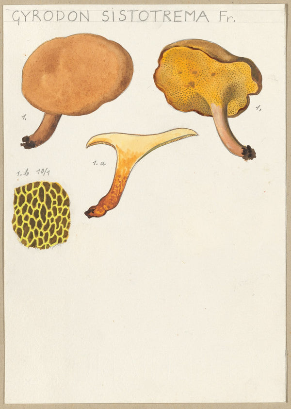 Gyrodon sistotrema Fr 1915 1945
