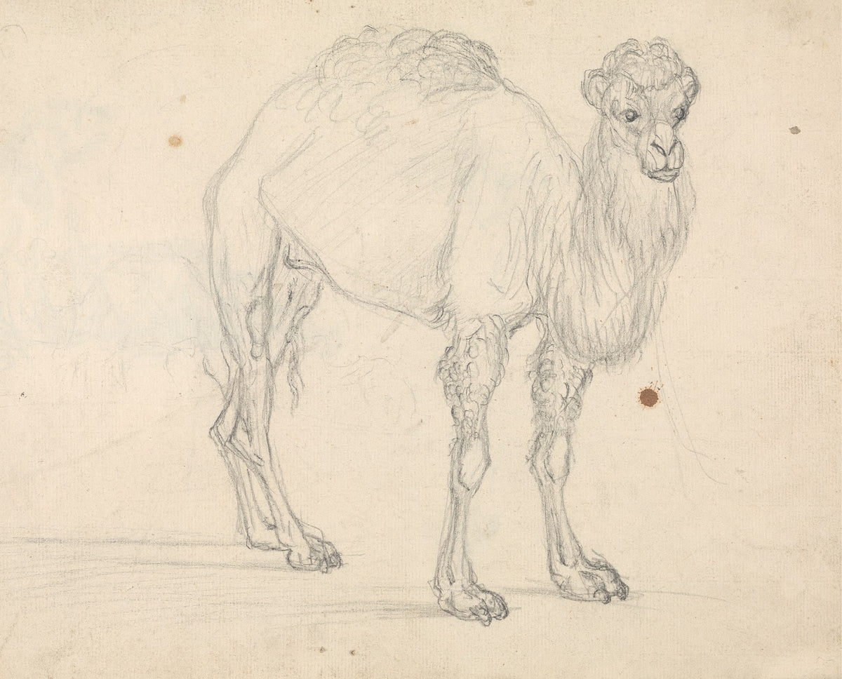 Study of a Camel facing right