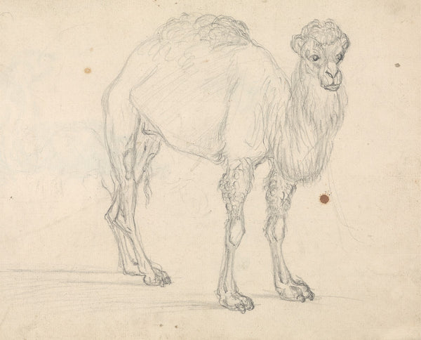 Study of a Camel facing right