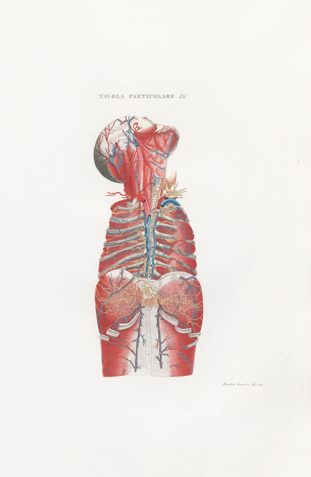 Anatomia Universale Pl46 1833