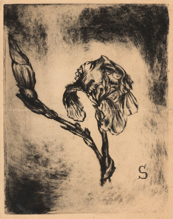 LIris bleu 1900