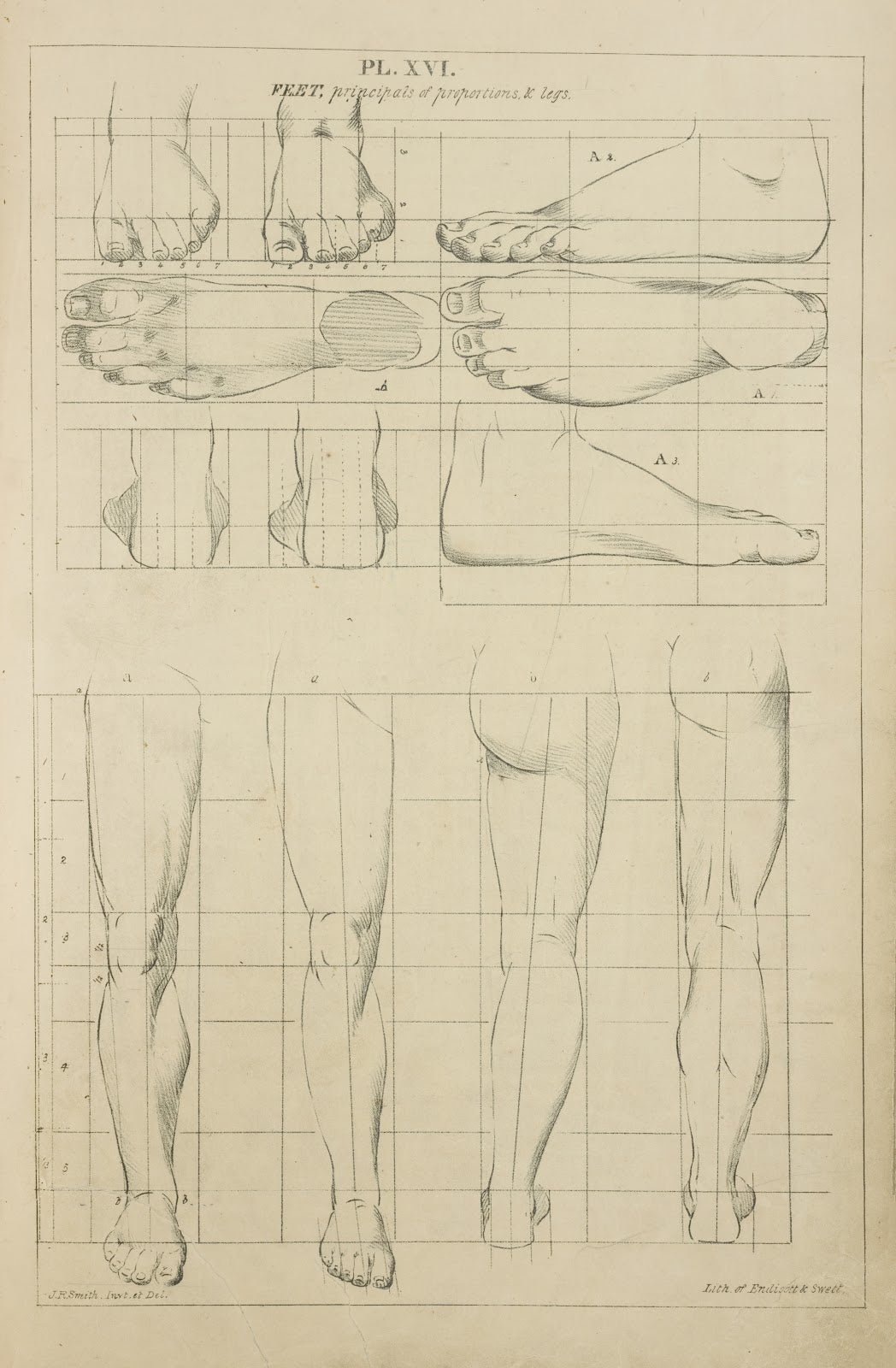 Feet principles of proportions and legs 1831