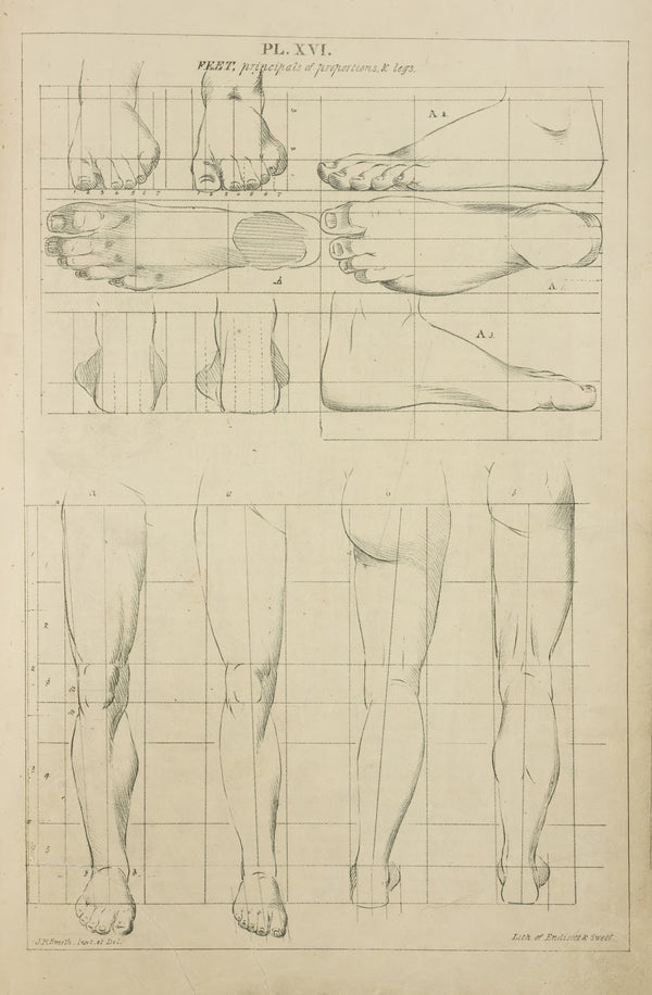 Feet principles of proportions and legs 1831