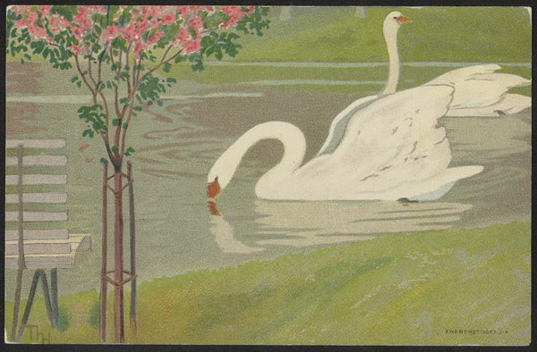 Swans