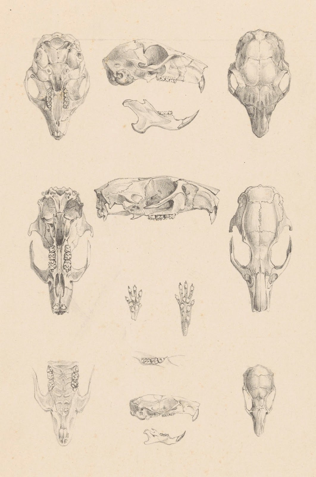 Knaagdierschedels c 1890