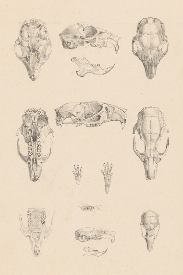 Knaagdierschedels c 1890