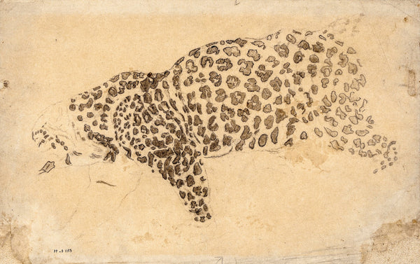 Etude de léopard 19th century