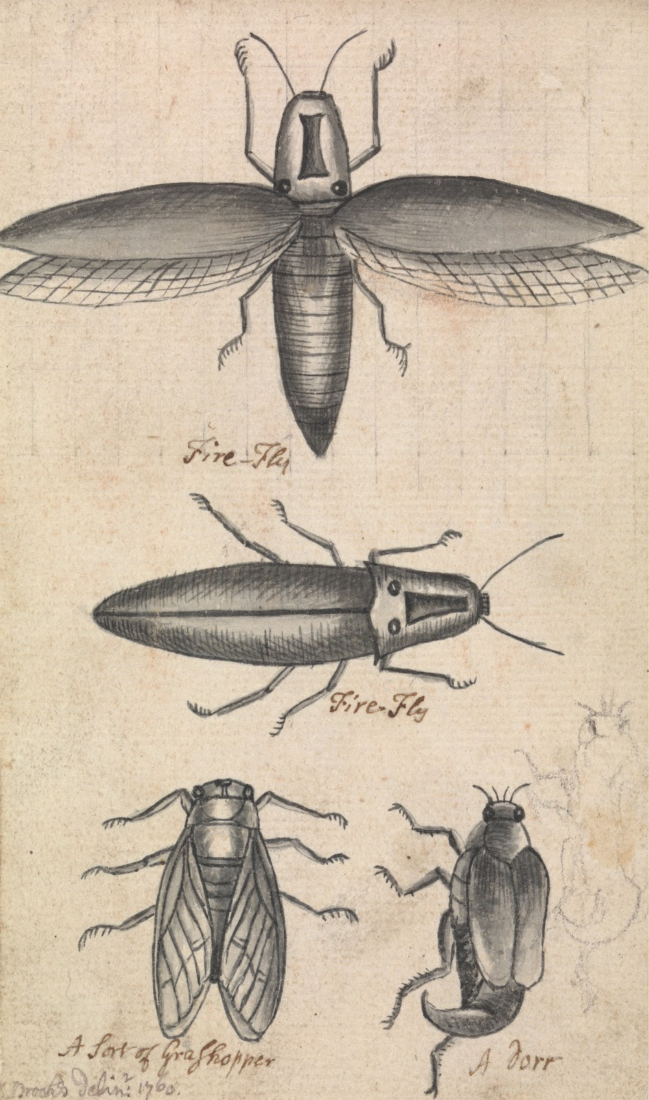 Fireflies 1760