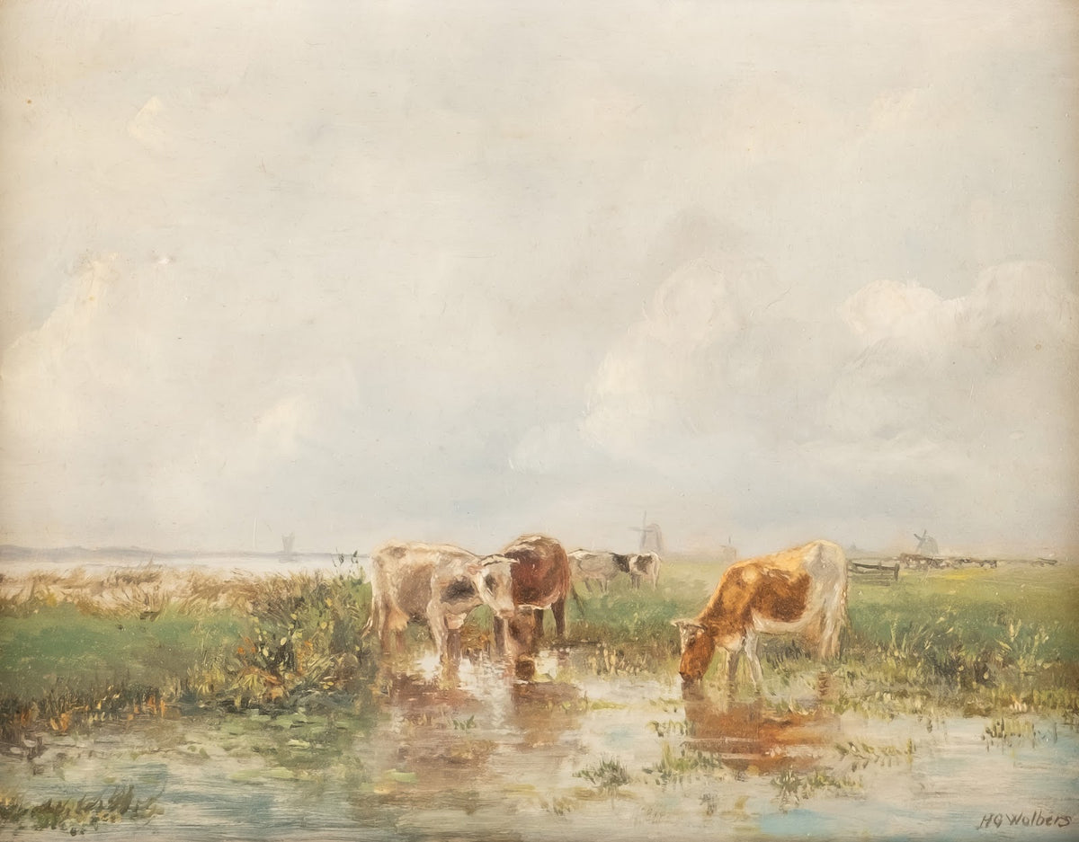 Cows in shallow