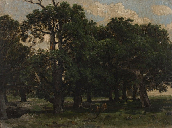 Pines 1870