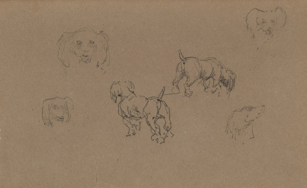 Études de chiens