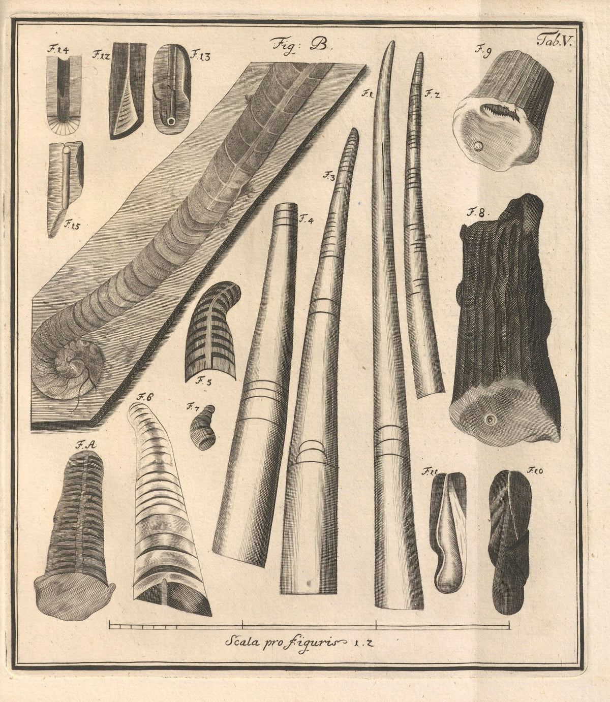 Descriptiones Tubulorum Marinorum Descriptions of Marine Tubes Pl04 1731