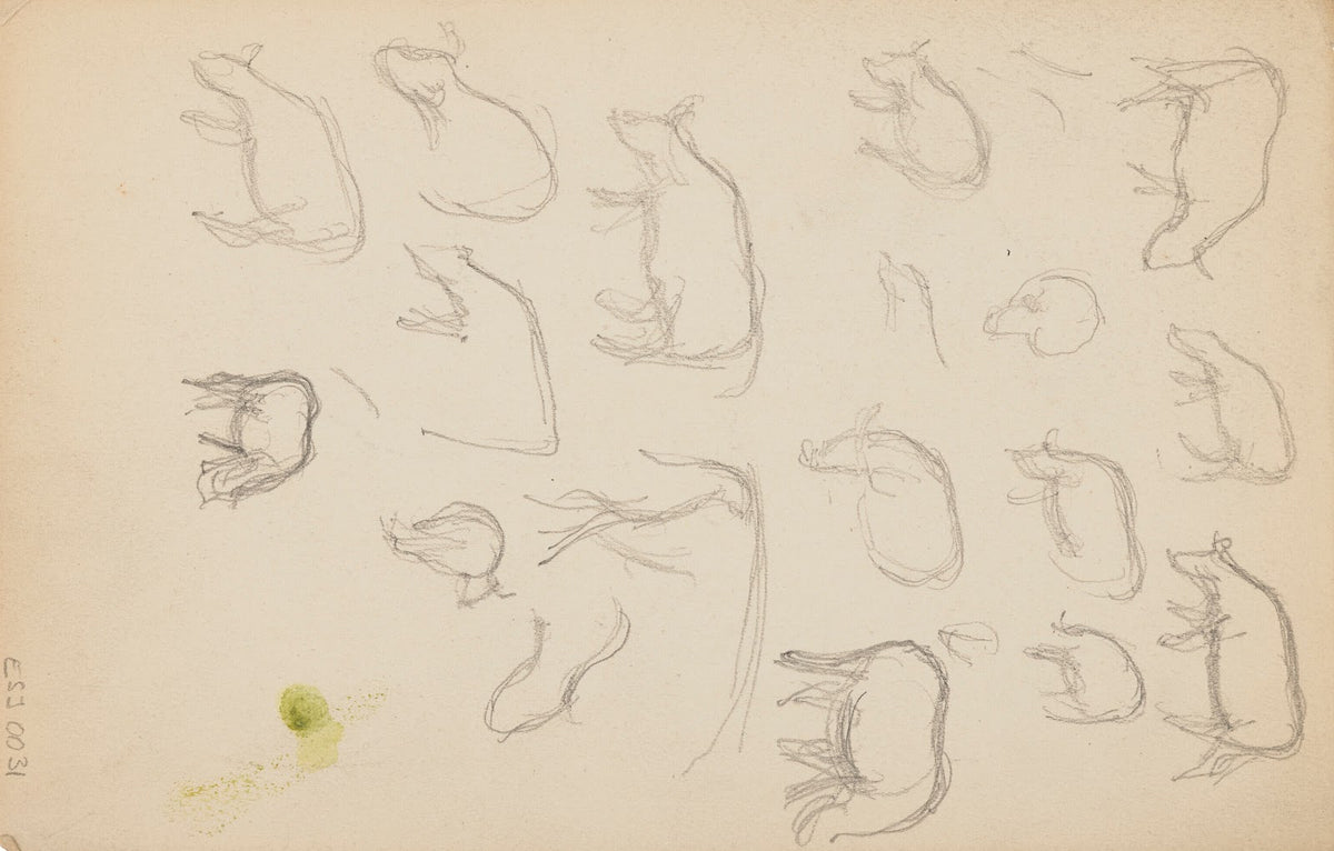Études danimaux de paysages et de modèles