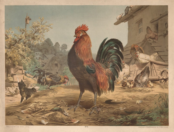 Rooster 1880