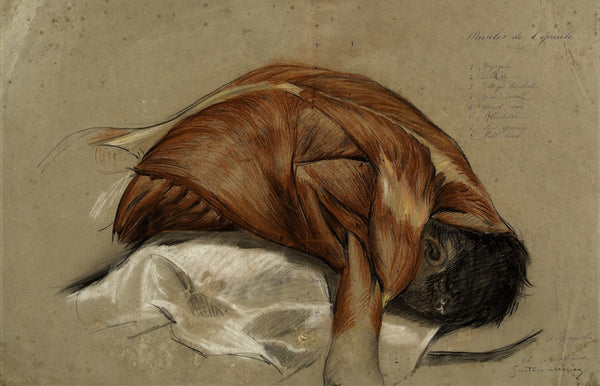 Etude anatomique Buste dhomme écorché Muscles de lépaule