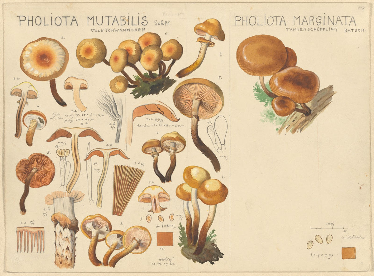 Pholiota mutabilis Pholiota marginata 1915 1945