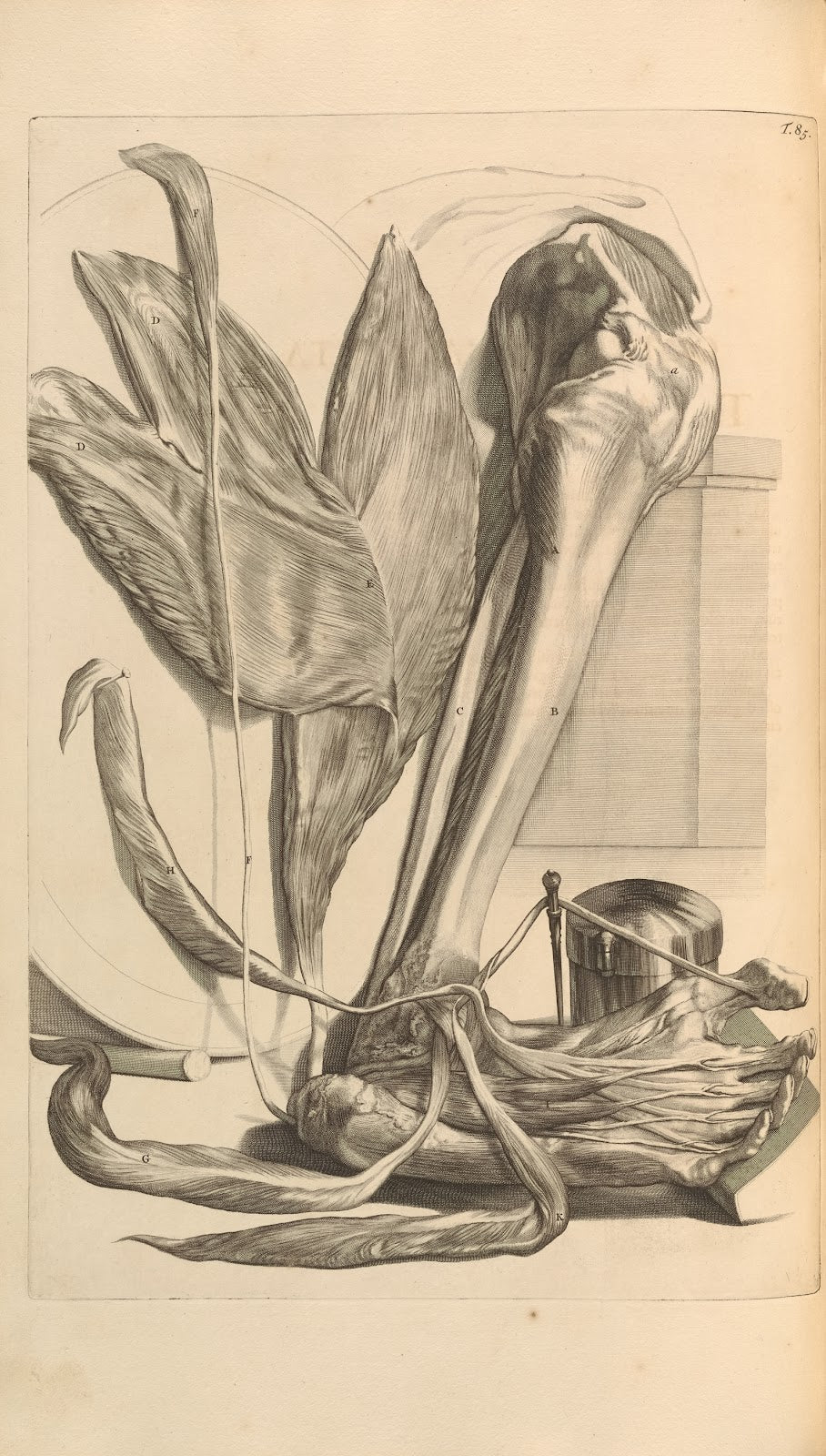 Anatomia humani corporis Pl086 1685