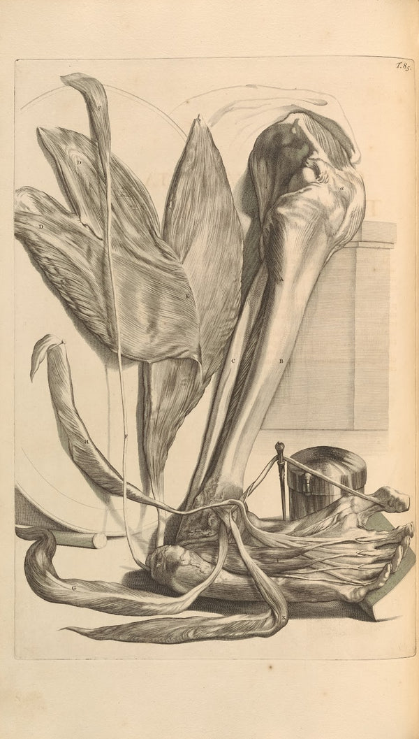Anatomia humani corporis Pl086 1685