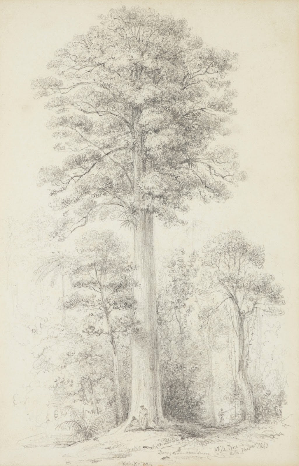 White pine 1843