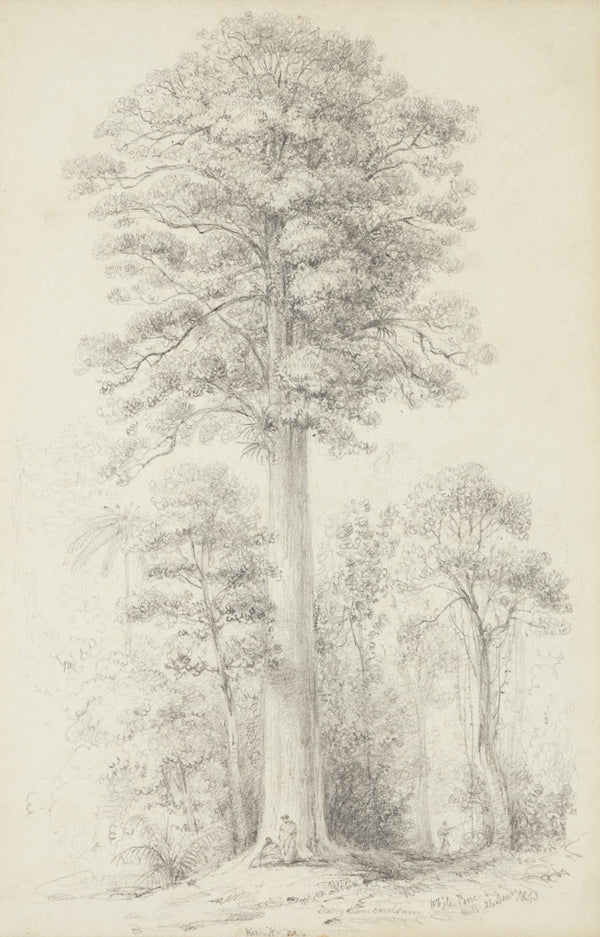White pine 1843