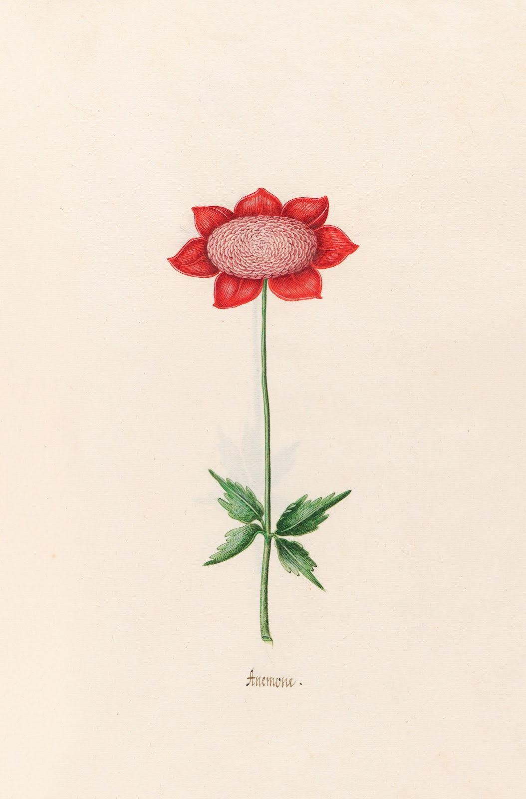 Anemone 1692