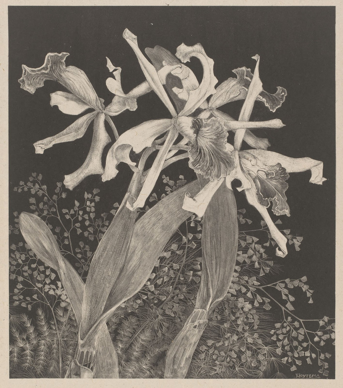 Orchids c 1900