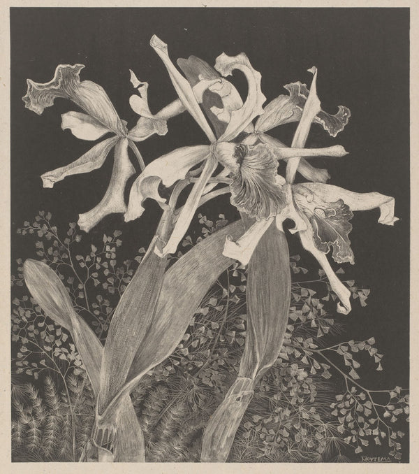 Orchids c 1900