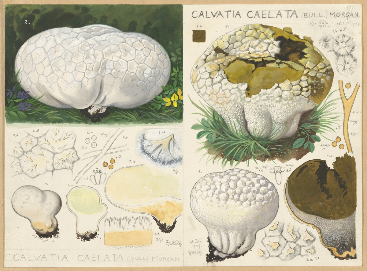 Calvatia caelata Bull Morgan 1915 1945