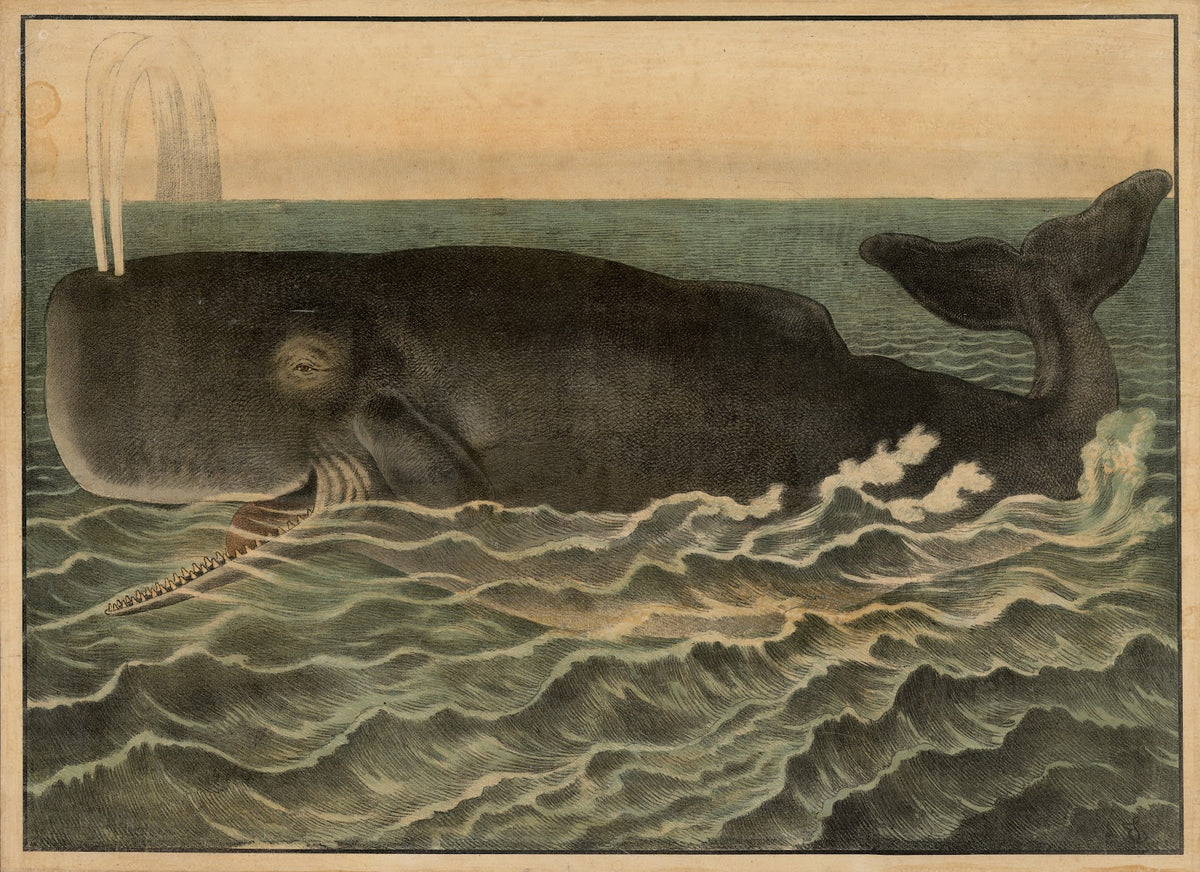 Sperm whale 1884